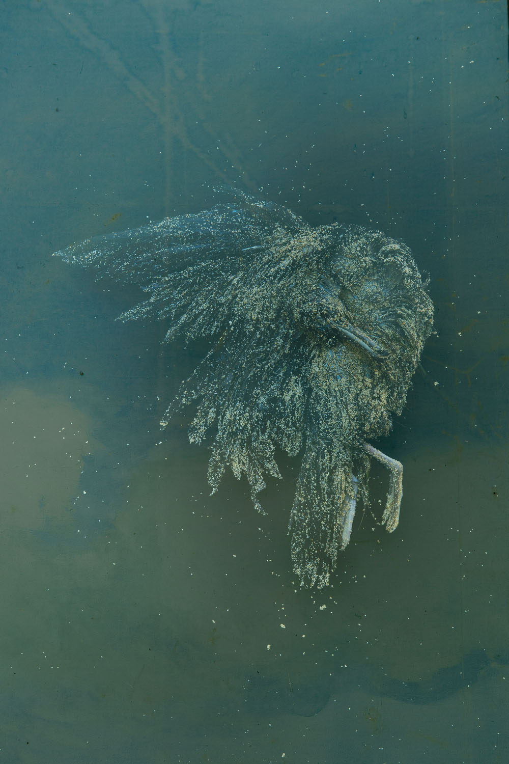 Still Wing. Portait of shearwater by Mandy Barker.