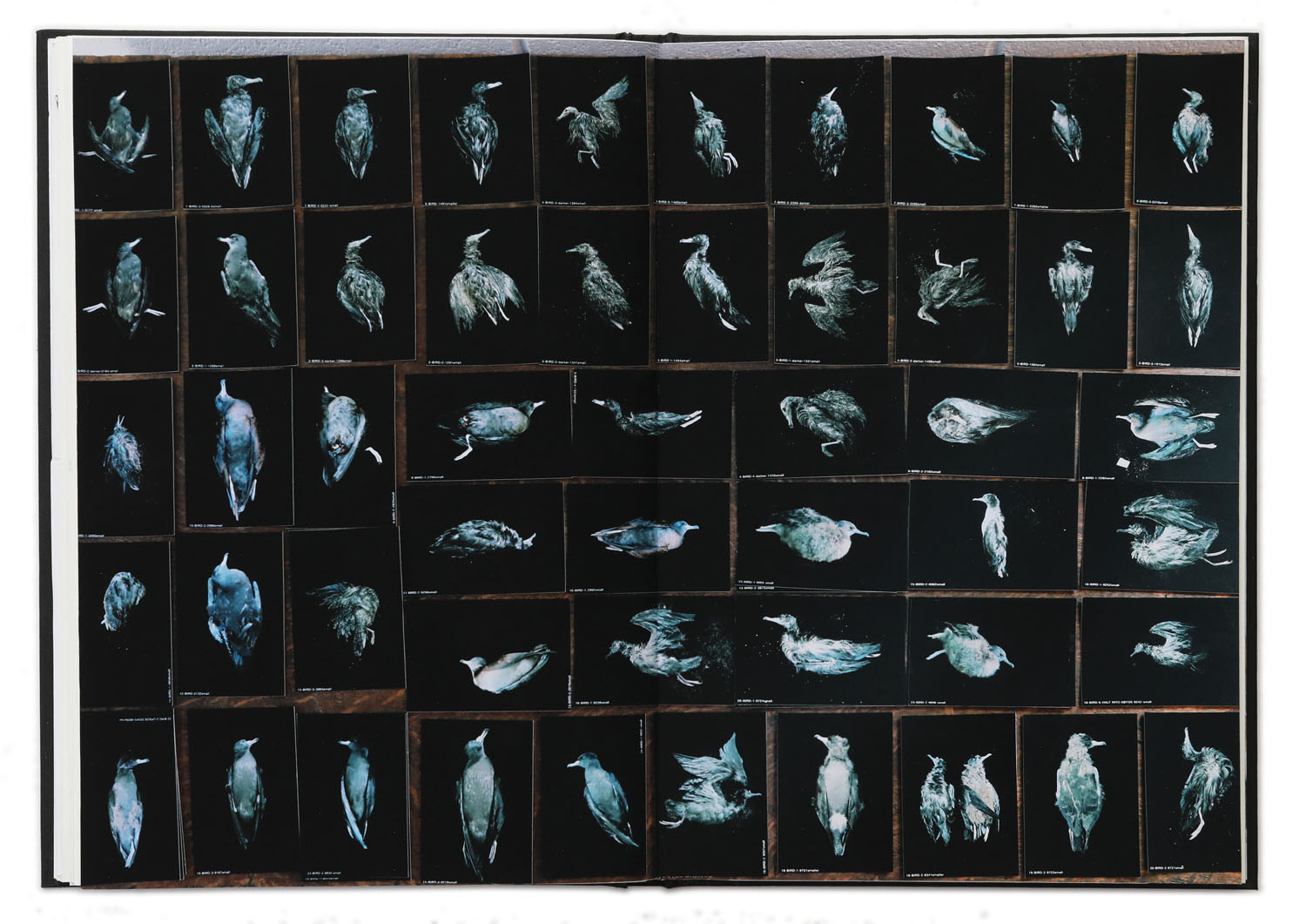 Thumbanils of bird portraits.