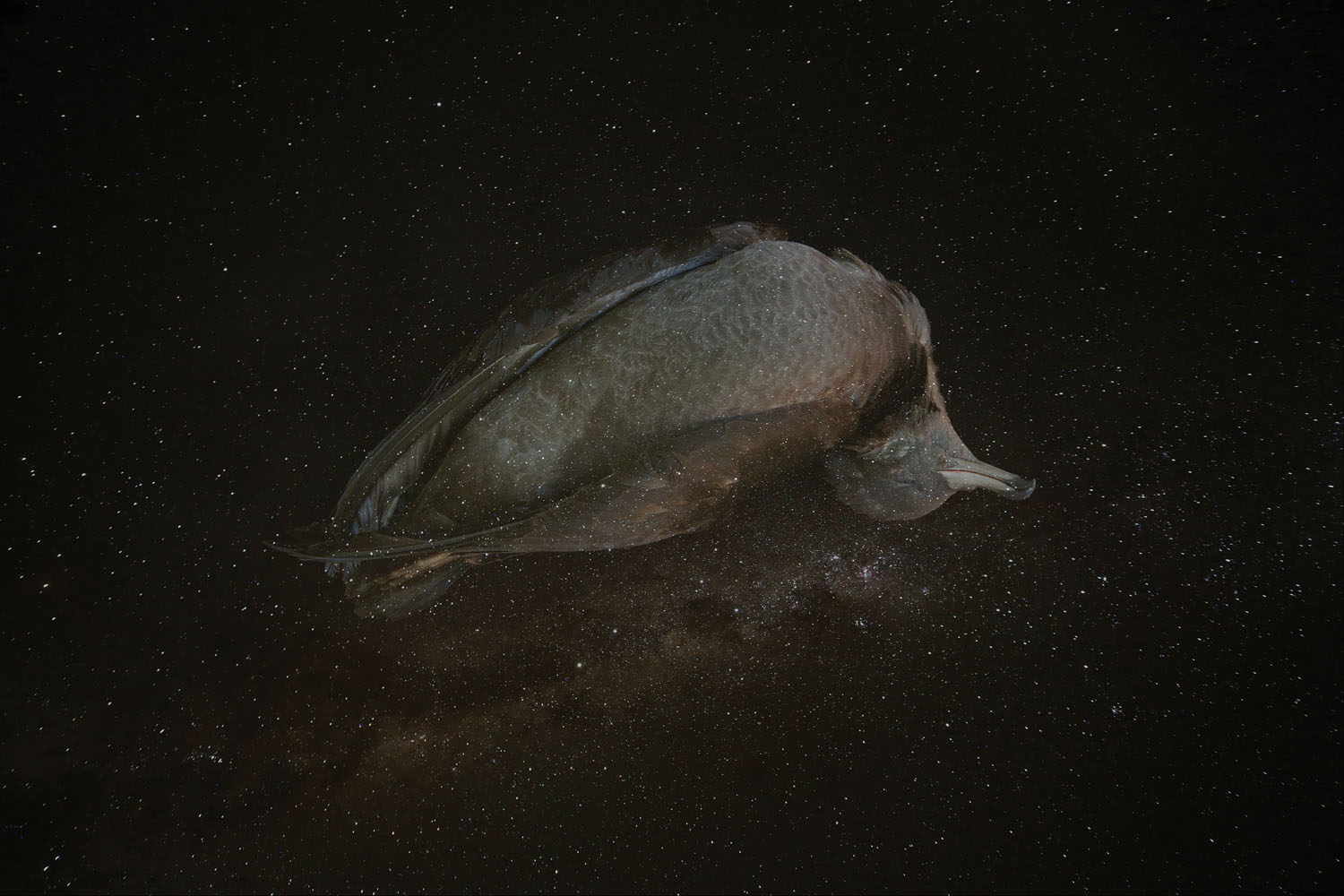 Still Above. By Mandy Barker.