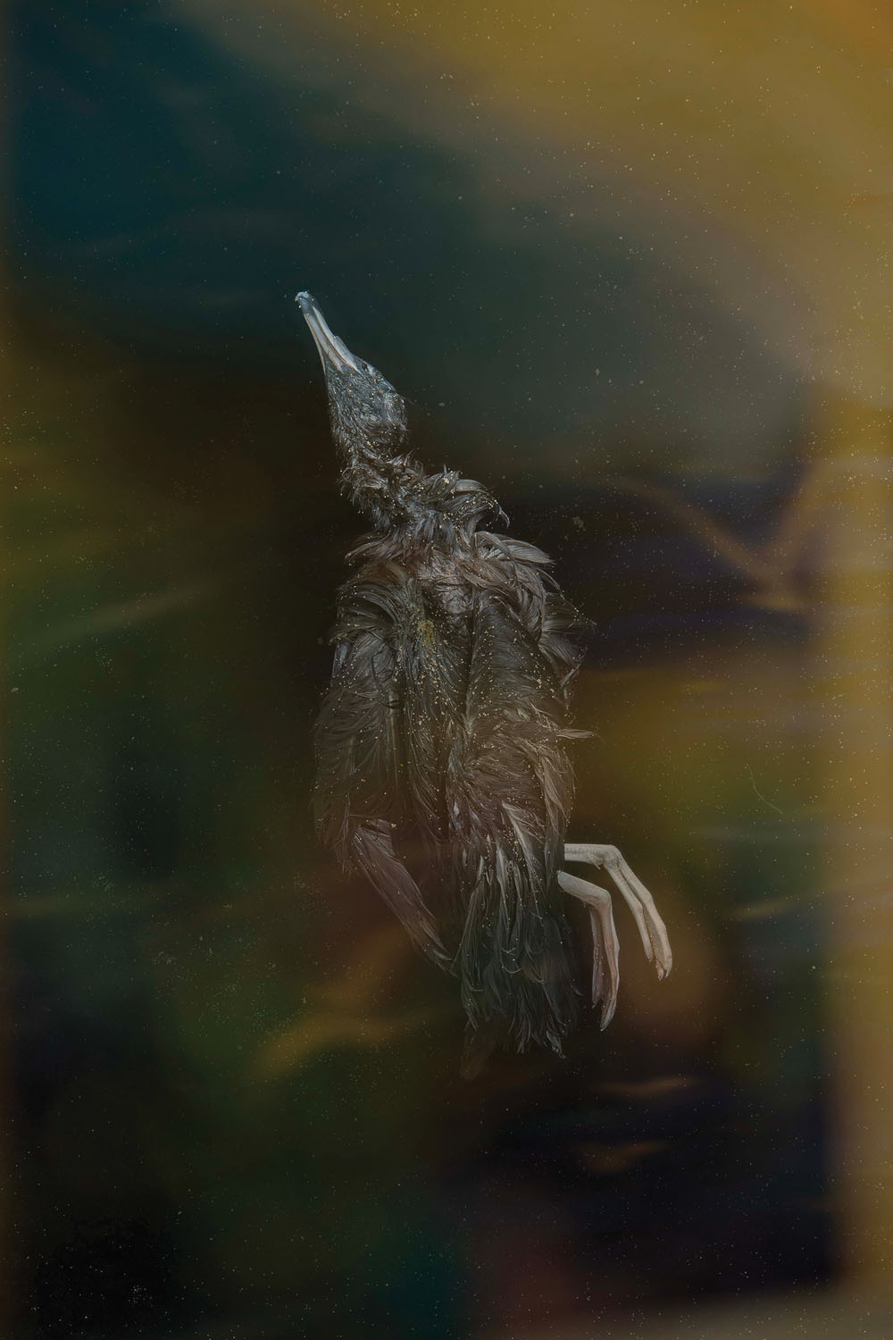 Still Glide. By Mandy Barker.