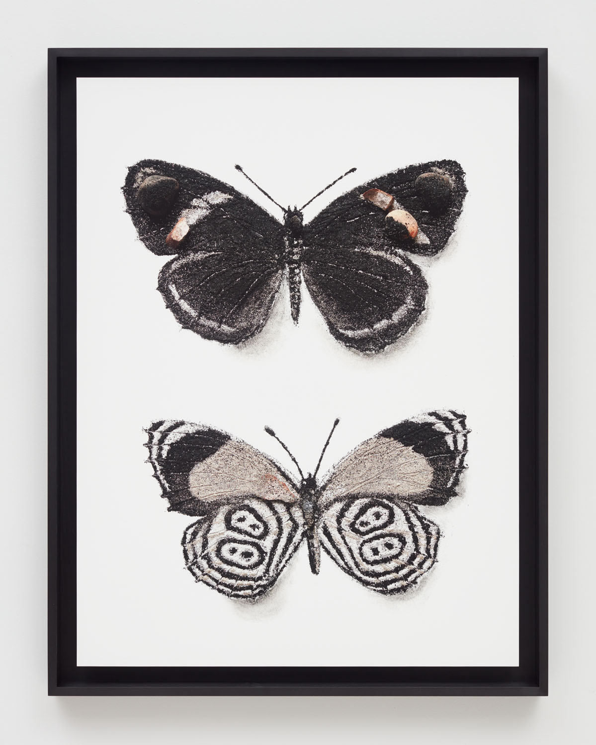 Lepidoptera Nymphalidae. Archival inkjet print, 40 × 30 in.