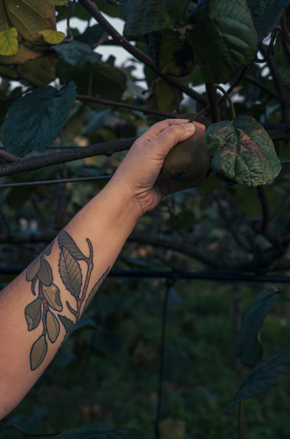 Arm reaching to harvest a kiwi