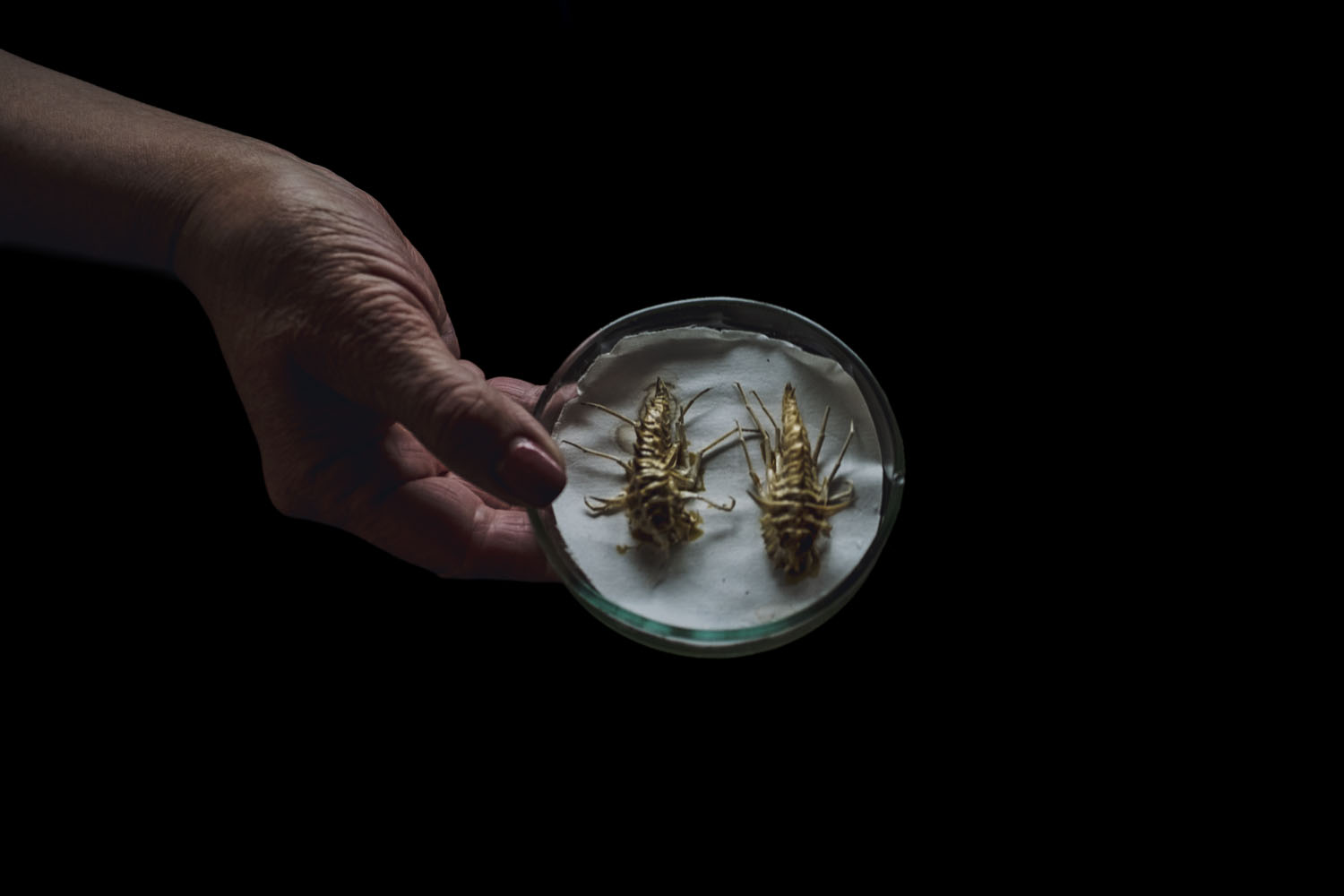 Two bugs on plate held by hand 