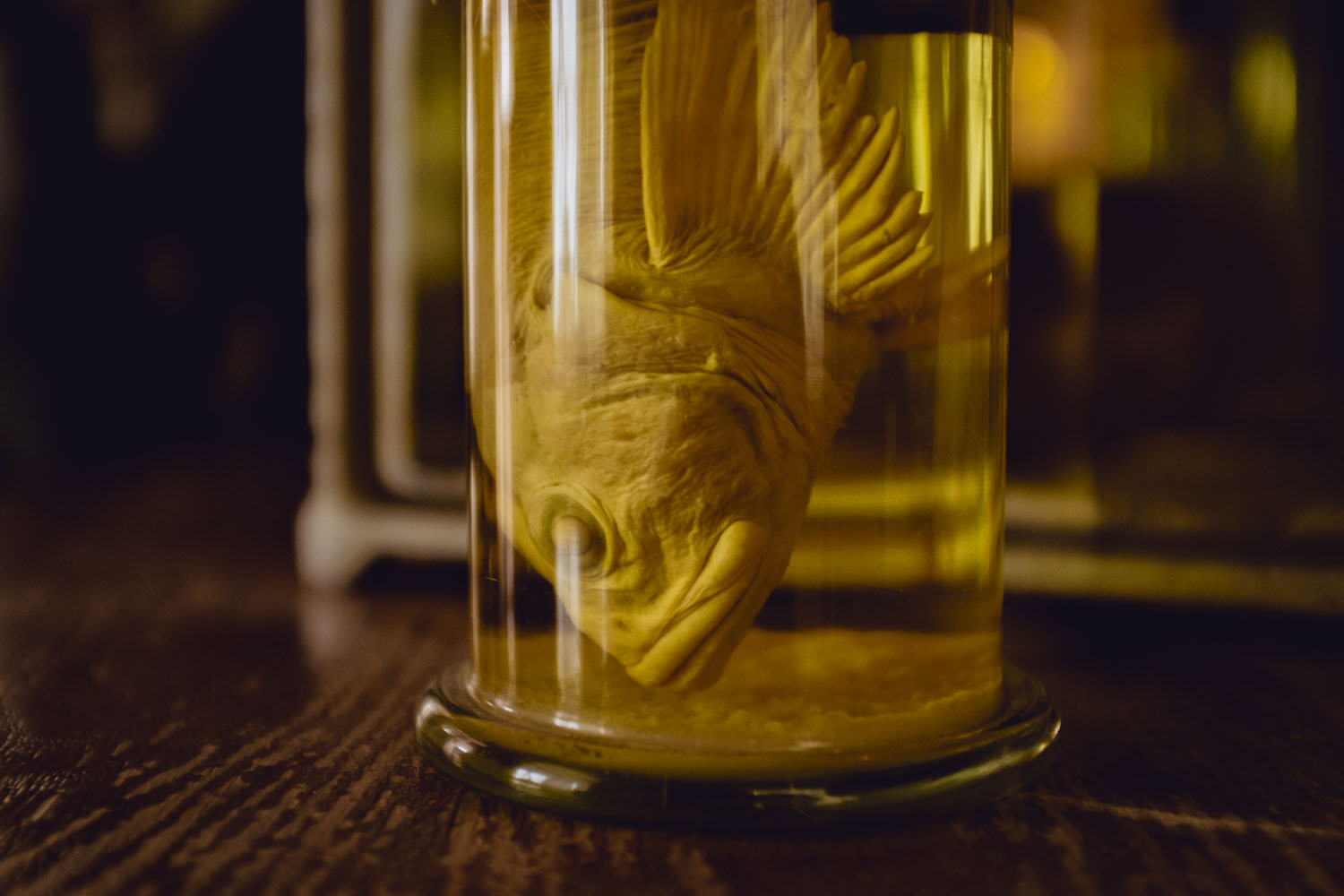 Dead fish floating in jar