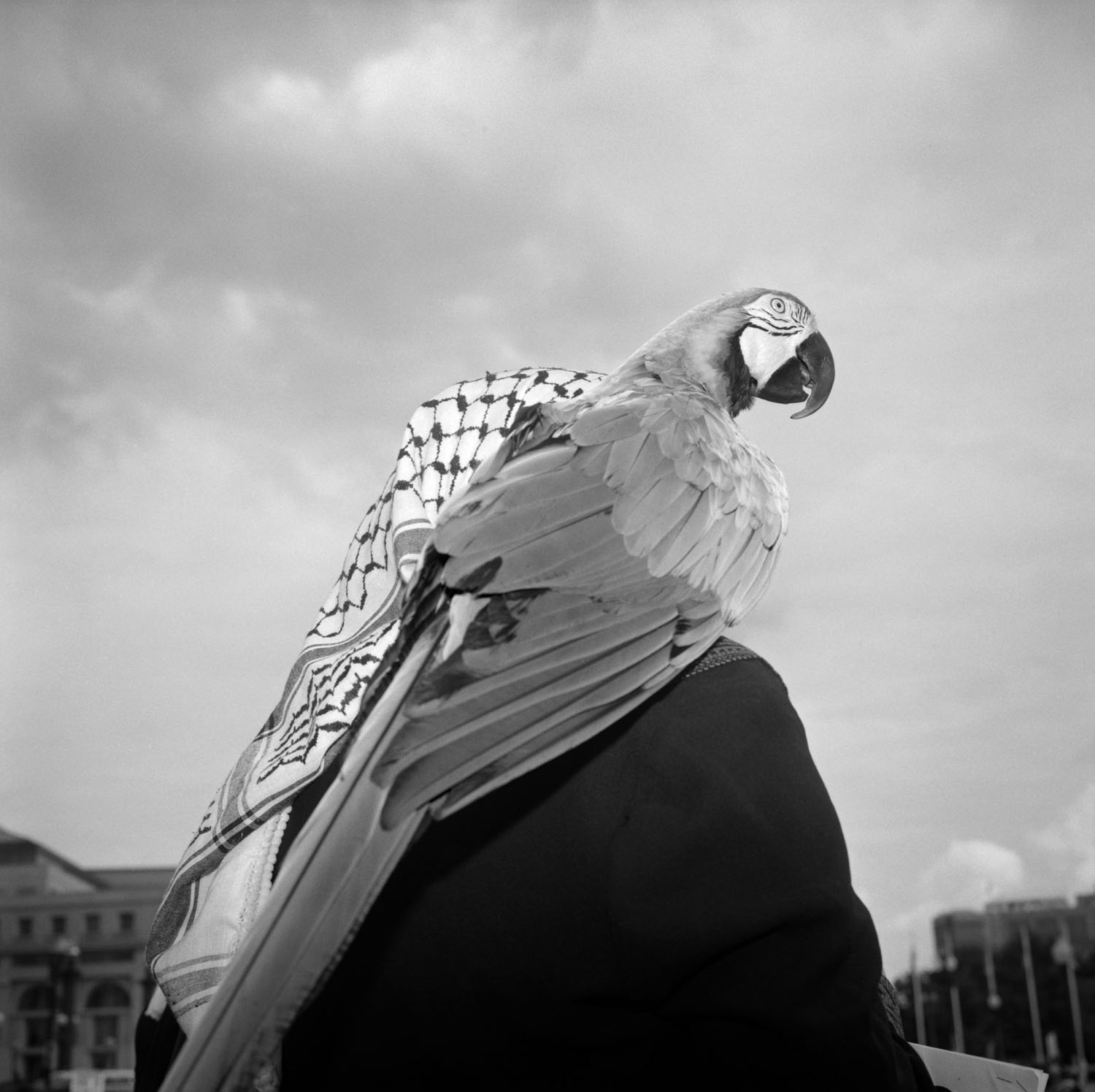 Parrot on person's shoulder.