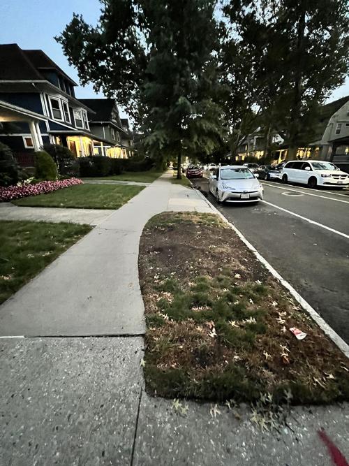 Sidewalk after the pin oak