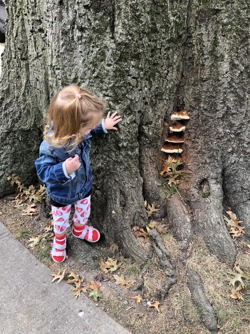 Pin oak tree with mushroom ladder and young girl