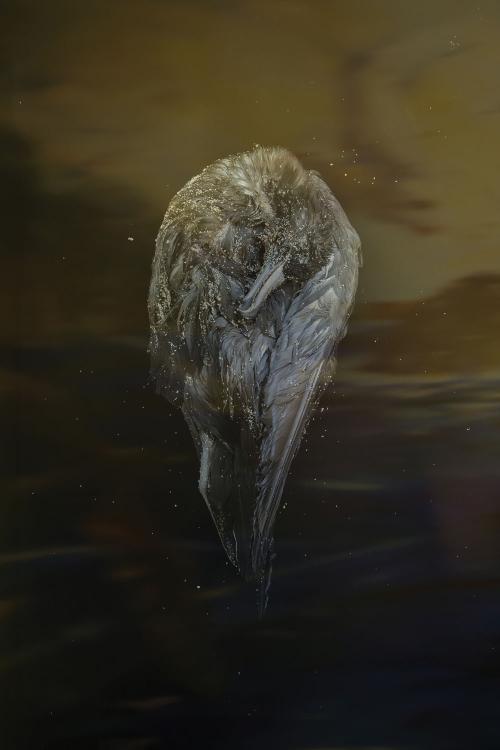 Still Tear. By Mandy Barker.