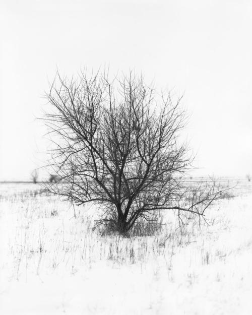 Leafless large shrub in snowy field