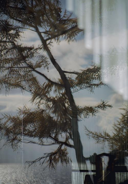 Tree branch