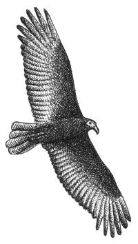 Drawing of a turkey vulture by Landis Blair.