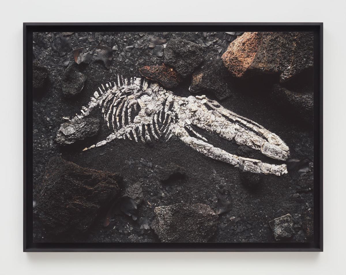 Cratera em calice, Italiota. Archival inkjet print, 40 × 30 in.