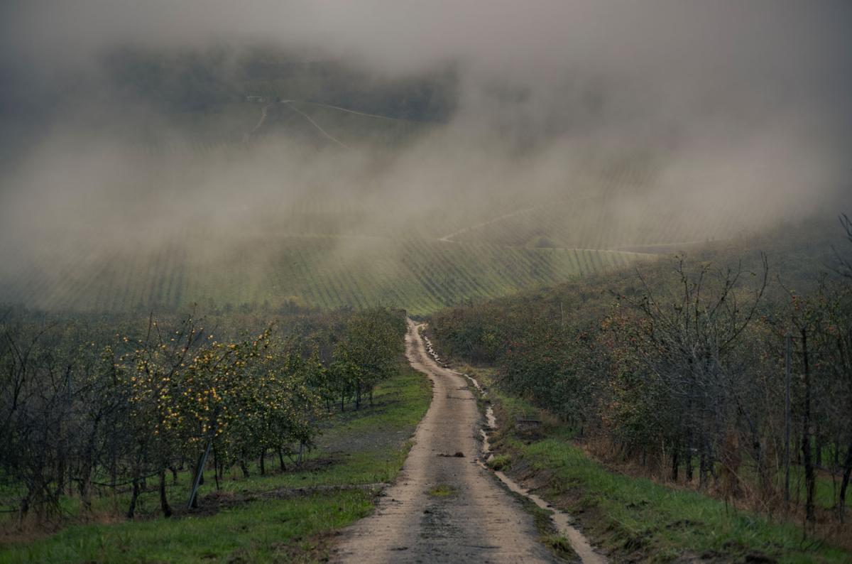 Kiwi orchard in fog